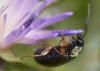 234618 – Photo : Christian Berquer – France (50)